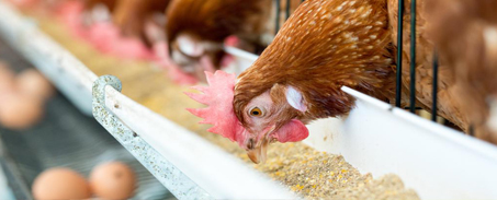 Poultry